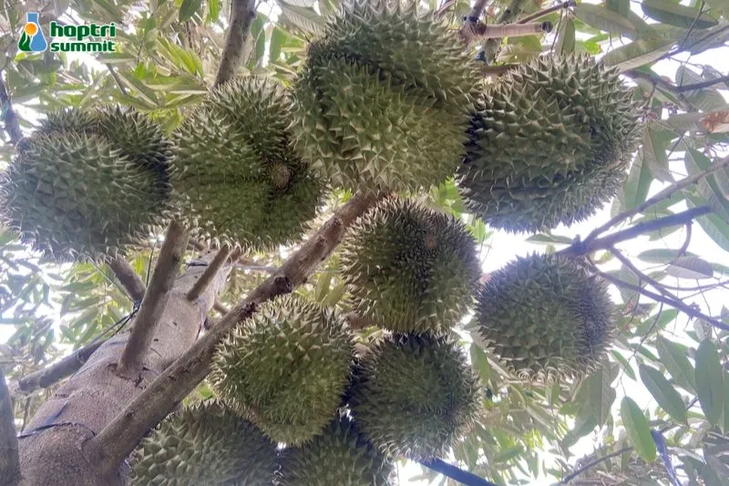 Sử dụng phân bón lá trung vi lượng giúp trái lớn nhanh, cứng gai