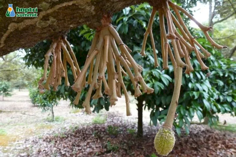 Pha phân bón lá quá liều lượng có thể gây rụng hoa đồng loạt