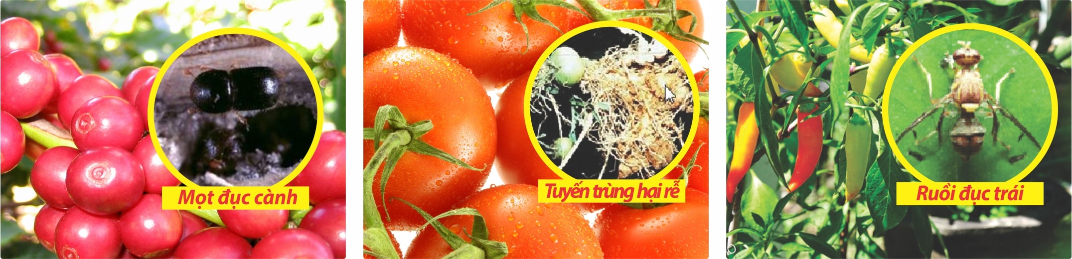 Thuốc trừ sâu Carbosan 25EC