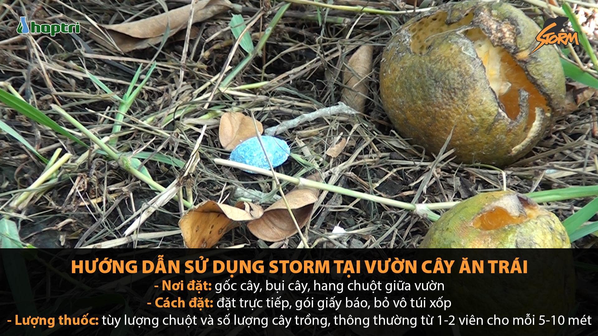 cach su dung thuoc diet chuot Storm tai vuon cay an qua