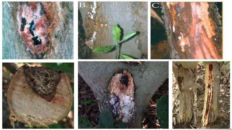 Phytophthora9