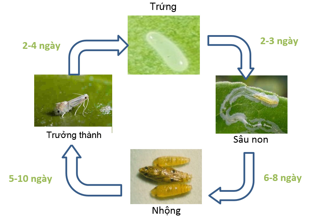 vòng đời sâu vẽ bùa gây hại cây ăn quả cây có múi