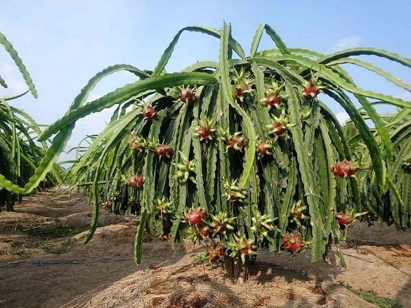 thanh long ruột trắng 28 ngày rút râu