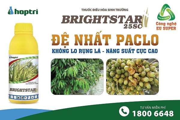 Brightstar 25SC xử lý ra hoa sầu riêng