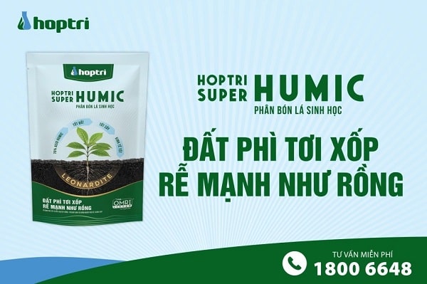 chăm sóc sau khi thu hoạch thanh long 