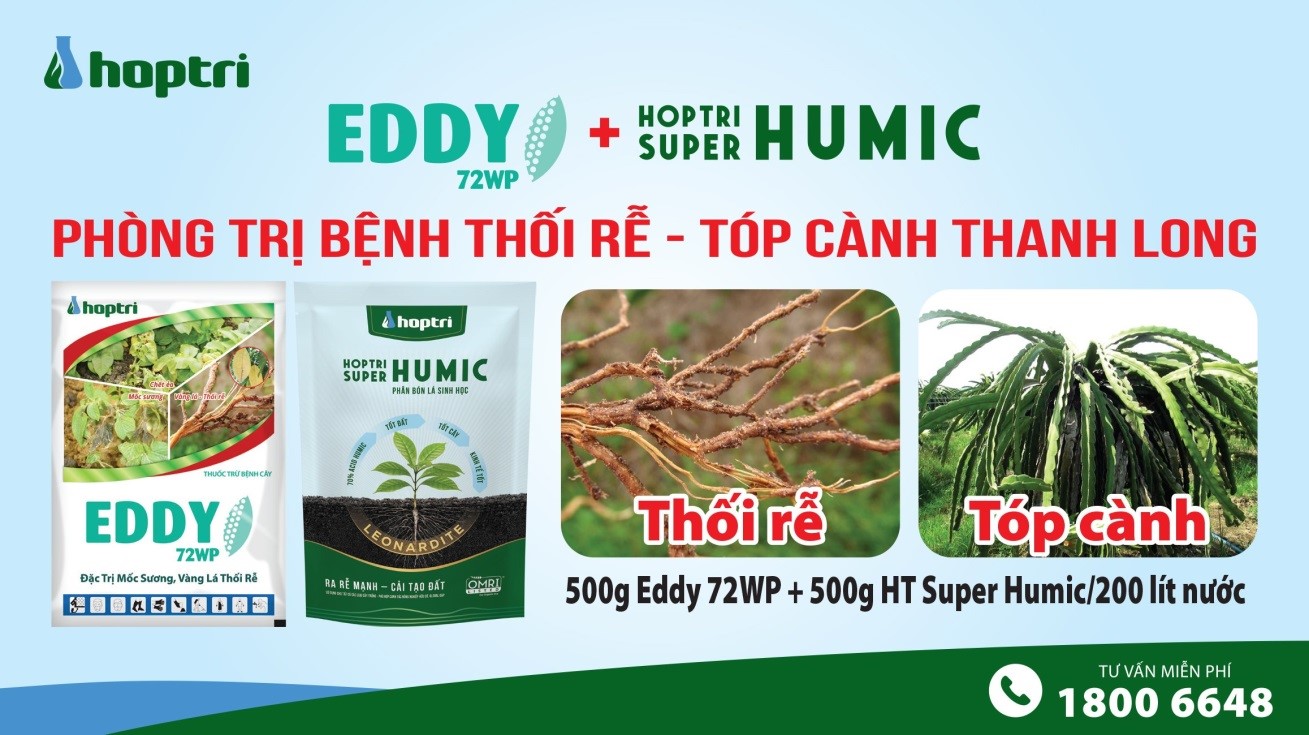 phong tri benh thoi re top canh thanh long xuat khau