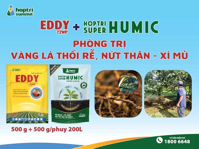 Bộ đôi Eddy 72WP giúp tiêu diệt nấm bệnh và Hợp Trí Super Humic kích thích hệ rễ tơ phục hồi 