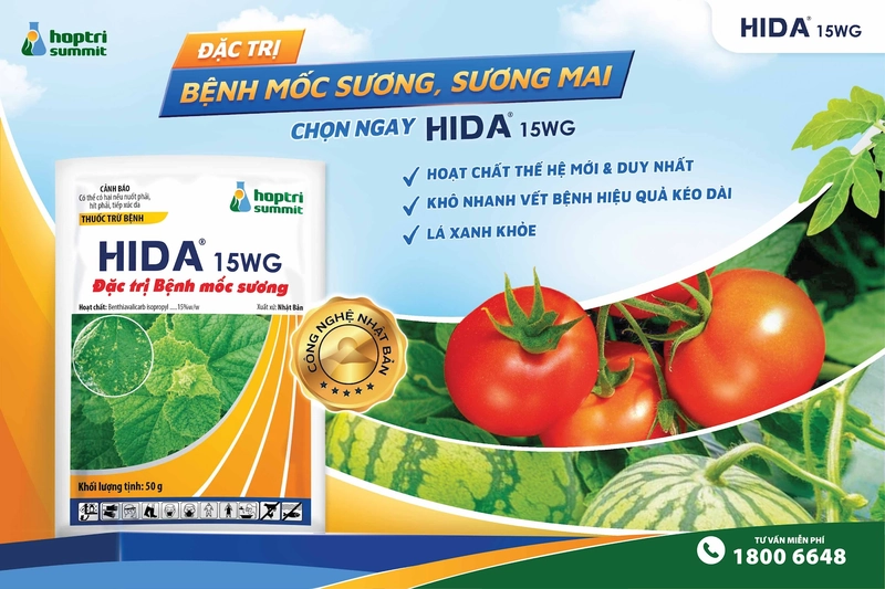 Phytocide 50WP kết hợp Kali-Phos phòng bệnh giả sương mai hiệu quả