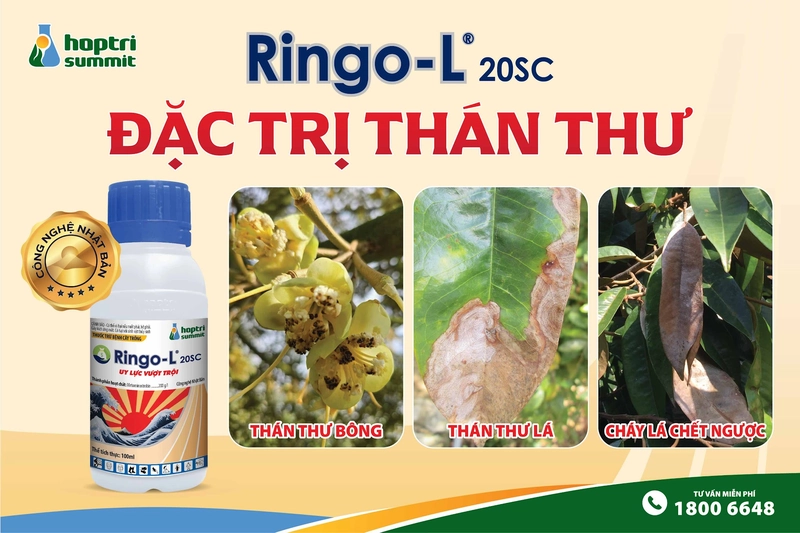 Dấu hiệu bệnh thán thư do nấm Colletotrichum gây ra trên cây trồng