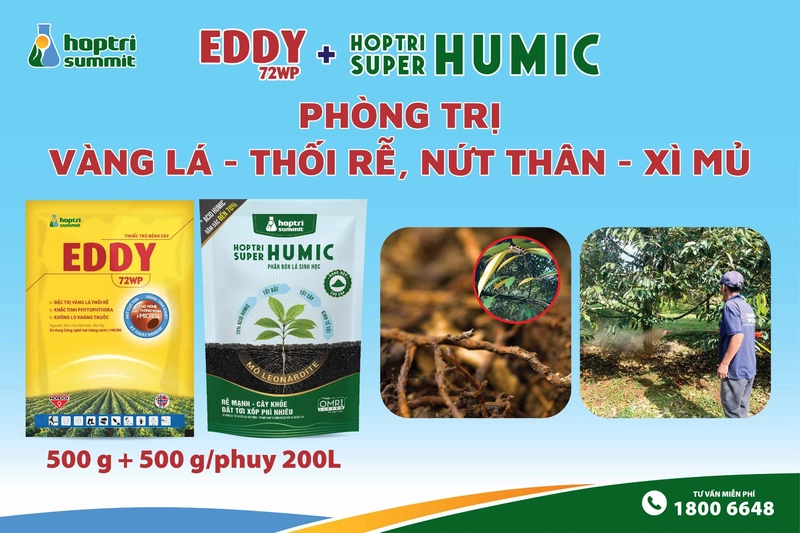 Bộ đôi thuốc Eddy 72WP và phân bón Hợp Trí Super Humic đặc trị vàng lá - thối rễ 
