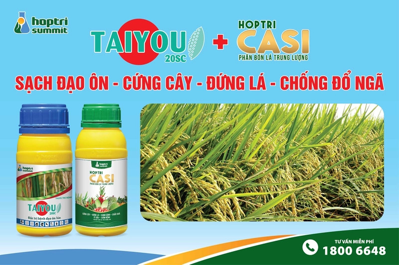 Sử dụng sản phẩm đặc trị Taiyou 20SC kết hợp phun thêm Hợp Trí Casi để trừ bệnh đạo ôn 