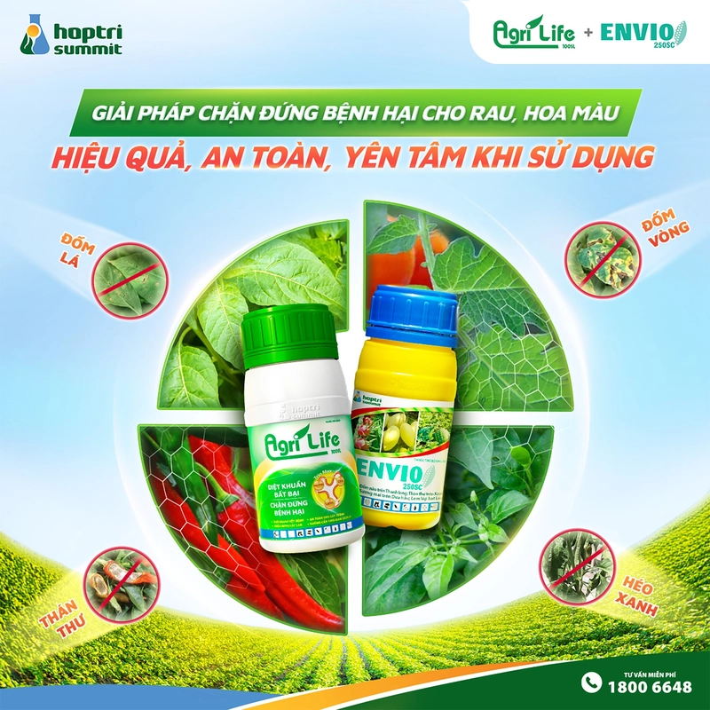 Bà con nên phối hợp Envio 250SC và AgriLife 100SL để sát khuẩn nhanh, làm khô lớp phấn trắng chỉ sau vài giờ phun 