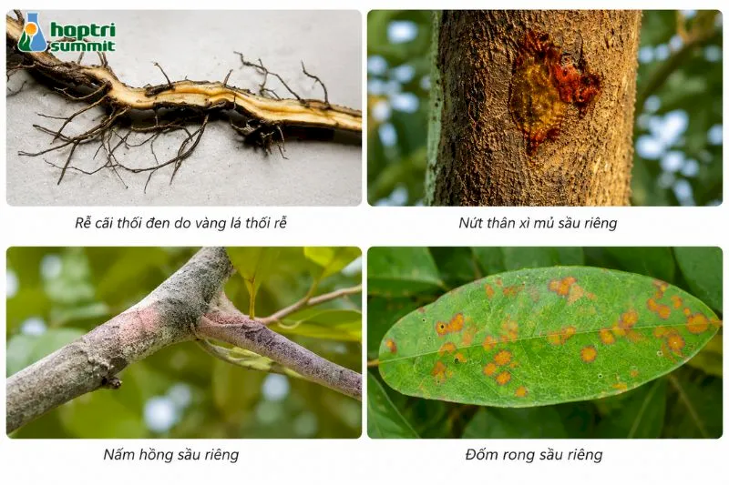 Hoa sầu riêng nở và hiện tượng đậu trái không thành công trên cành sầu riêng