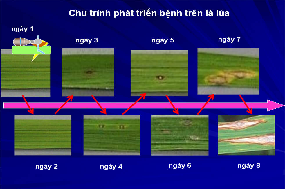 chu kỳ phát triển bệnh đạo ôn