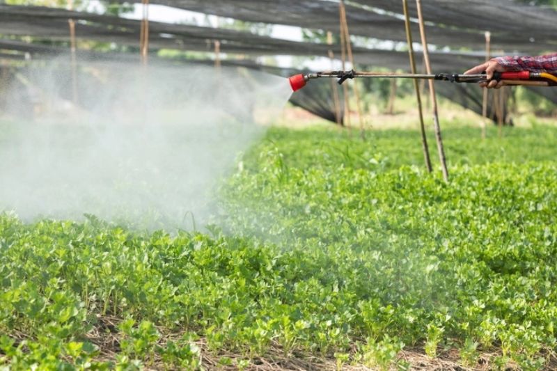 Phân bón lá trung vi lượng là gì? Lợi ích và cách sử dụng hiệu quả
