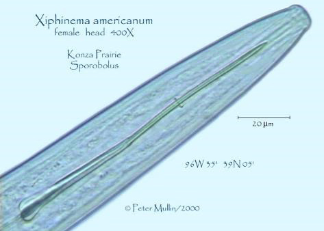 KimChichHut 02