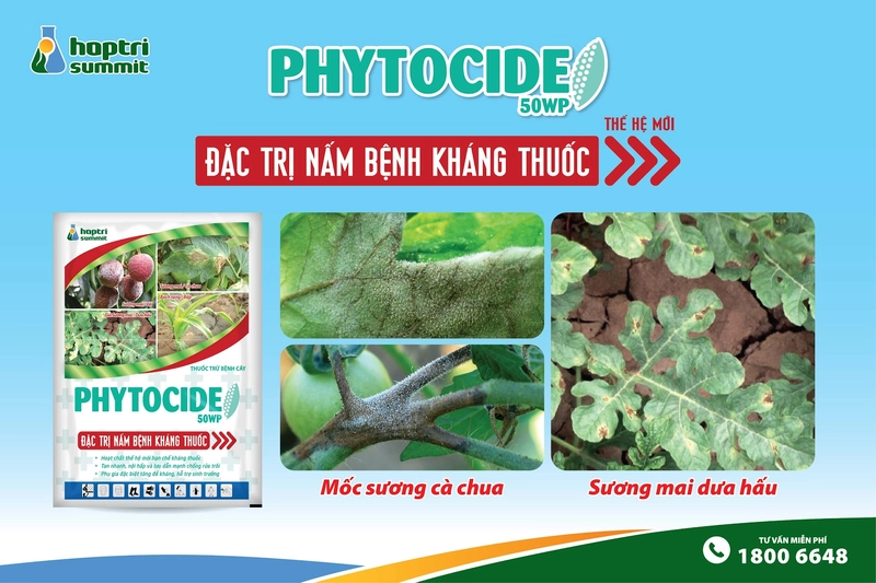 Phytocide 50WP với hoạt chất Dimethomorph nồng độ cao giúp bảo vệ cây trồng khỏi các chủng nấm kháng thuốc. 