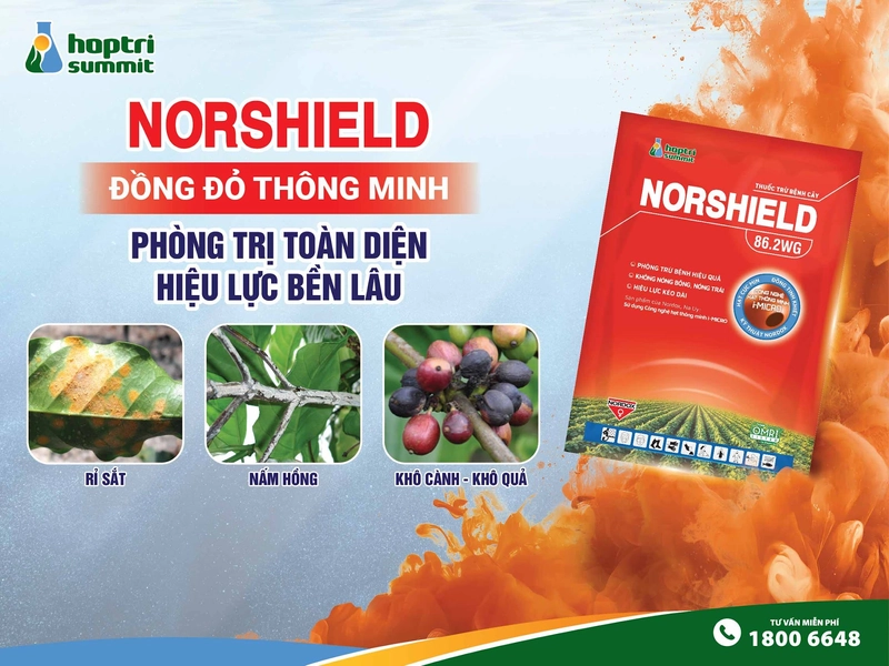 thuốc trị bệnh rỉ sắt hình phun thuốc Norshield 86.2WG phòng thán thư trên cây điều
