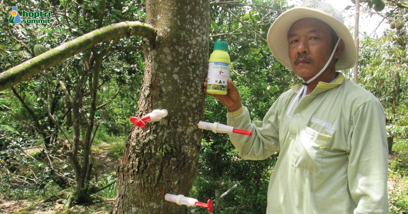 Tiêm thân bằng Hợp Trí Kali-Phos với liều 40 – 60ml/cây pha tỷ lệ 2 nước 1 thuốc. 