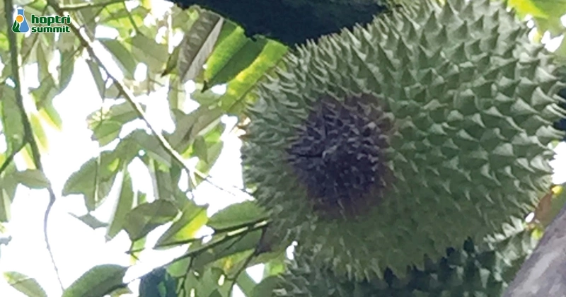  Triệu chứng bệnh thối trái sầu riêng do nấm Phytophthora palmivora gây thối đen, hư hại nhanh phần thịt trái.