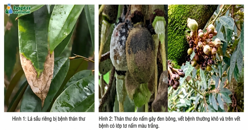 Dấu hiệu thán thư sầu riêng