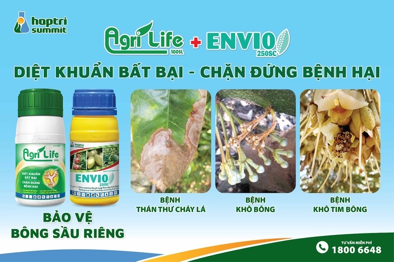 Giải pháp bảo vệ bông sầu riêng khỏi bệnh hại