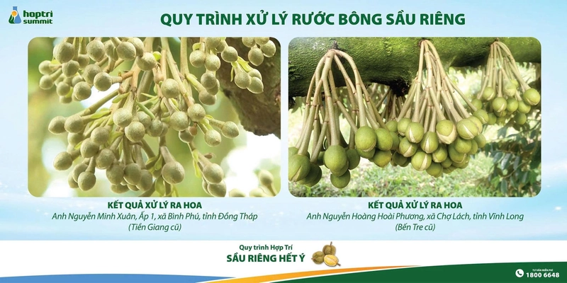 Kết quả quá trình rước bông sầu riêng