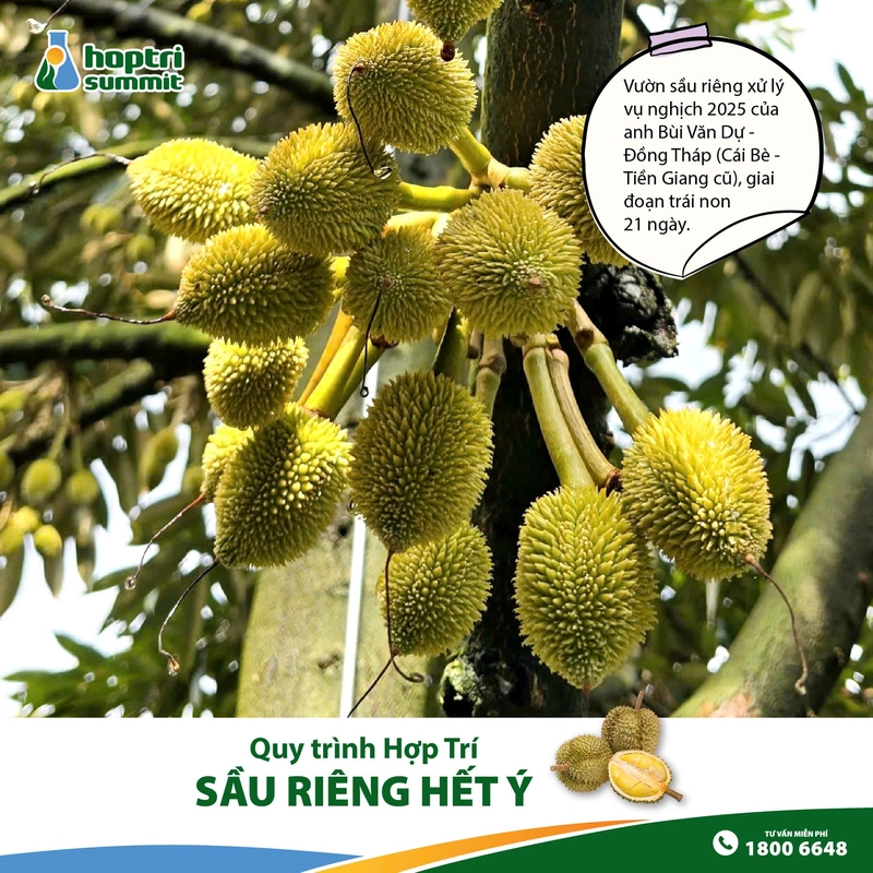 Sau 2 vụ mùa thành công, anh Bùi Văn Dự tại Đồng Tháp (Cái Bè – Tiền Giang cũ) quyết định áp dụng theo 100% quy trình Hợp Trí. Hình ảnh vườn xử lý vụ nghịch 2025, vào giai đoạn nuôi trái non 21 ngày, trái ra đều đẹp, ít rụng dù mưa gió nhiều.