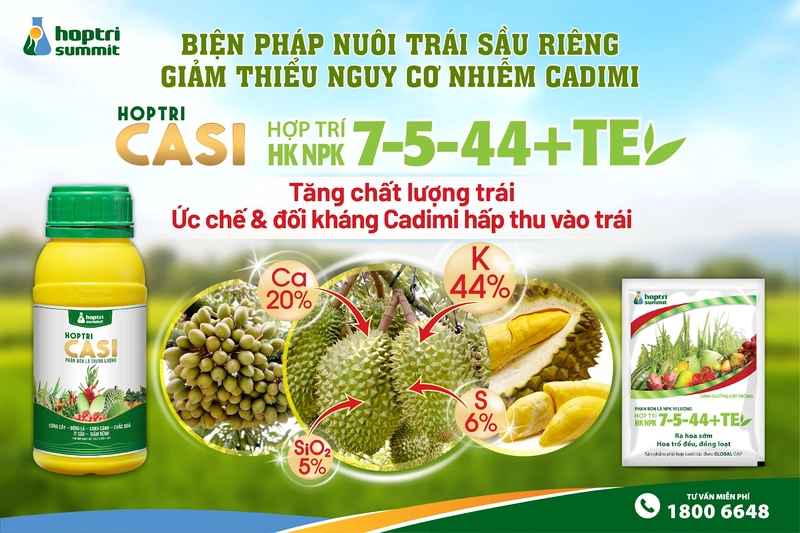 Giải pháp nuôi trái sầu riêng giúp giảm nguy cơ nhiễm Cadimi
