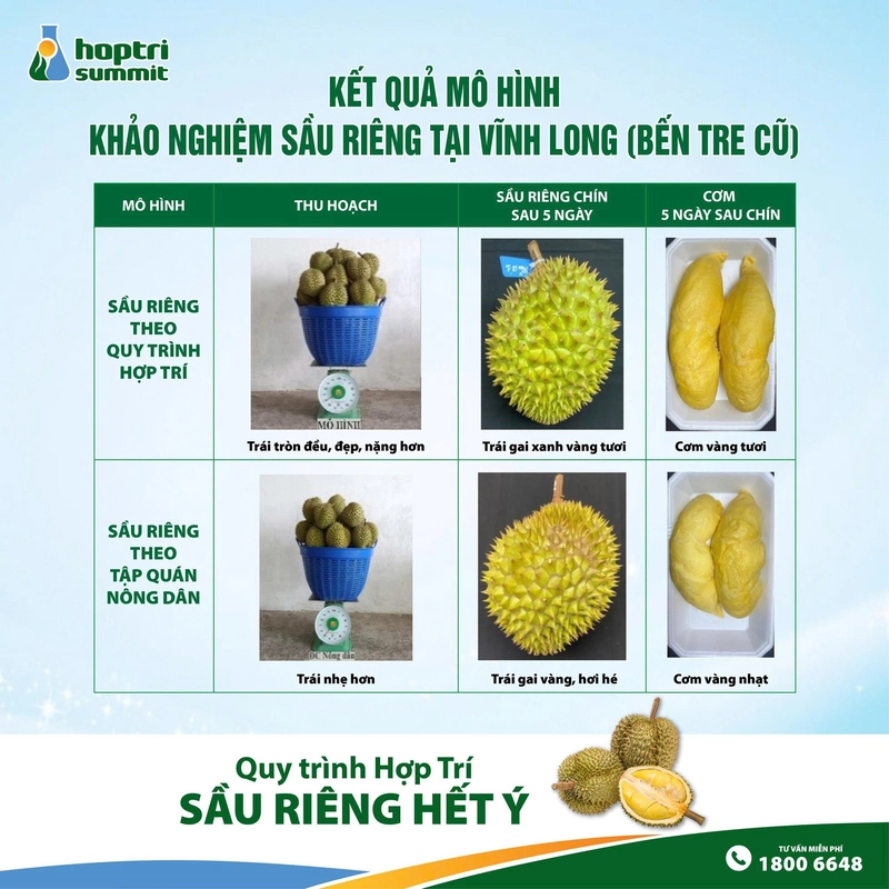 Đối chiếu kết quả trái sầu riêng theo quy trình Hợp Trí và sầu riêng theo tập quán nông dân