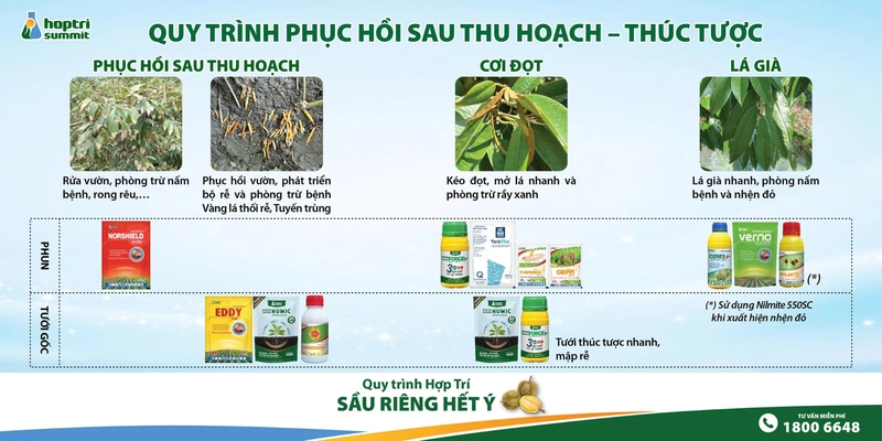 Quy trình phục hồi sầu riêng sau thu hoạch