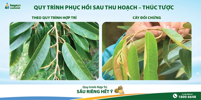 Kết quả quá trình phục hồi sầu riêng sau thu hoạch