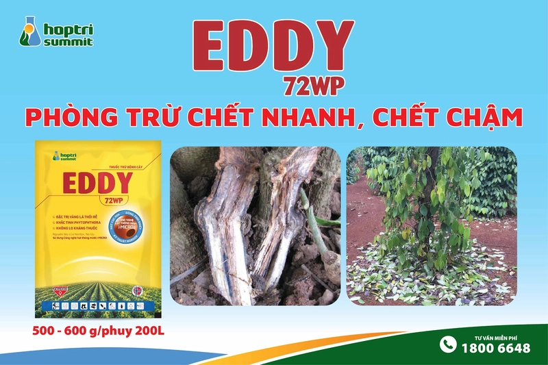Để phát huy tối đa hiệu quả của thuốc đặc trị nấm Phytophthora Eddy 72WP