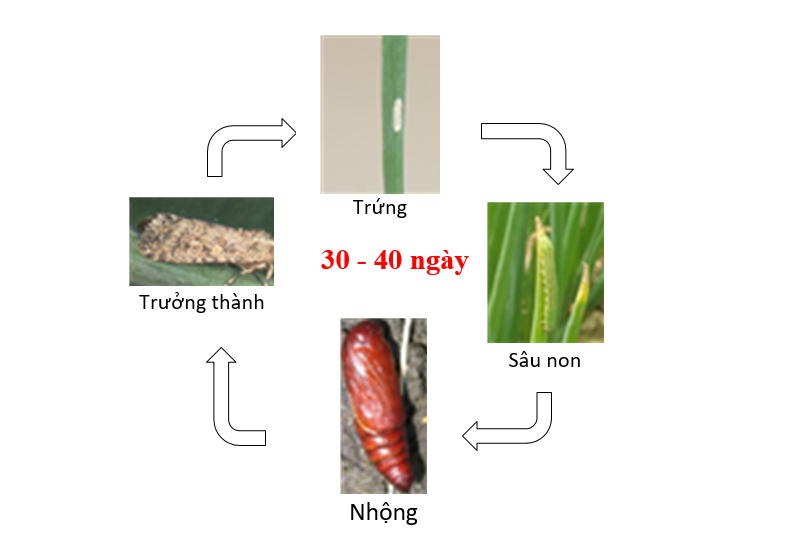 VongDoiSauXanhDaLang