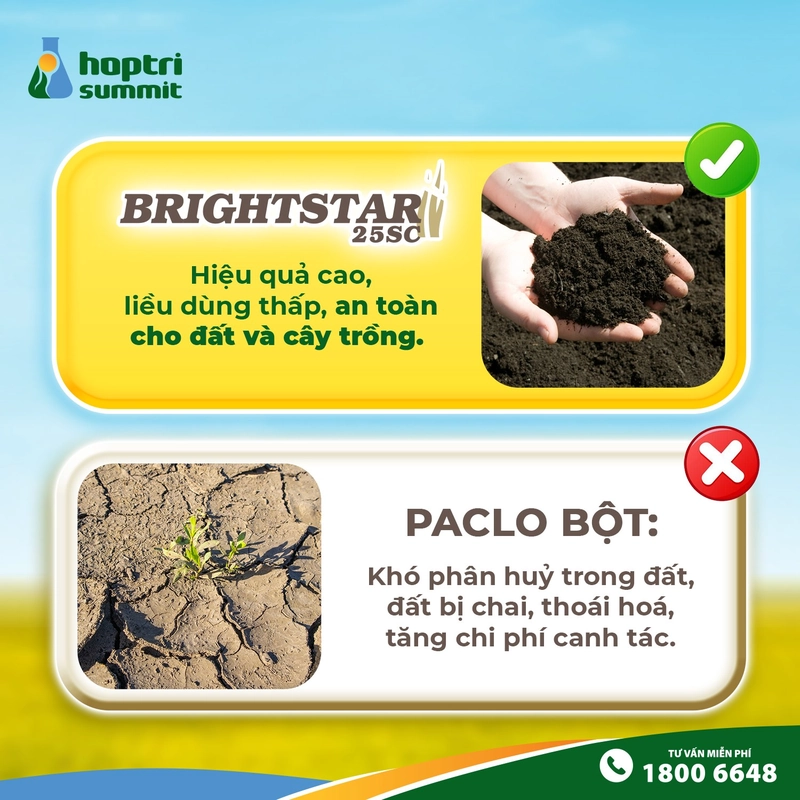 Kết quả thực nghiệm sử dụng thuốc điều hòa sinh trưởng cho lúa Brightstar 25SC và mẫu đối chứng 