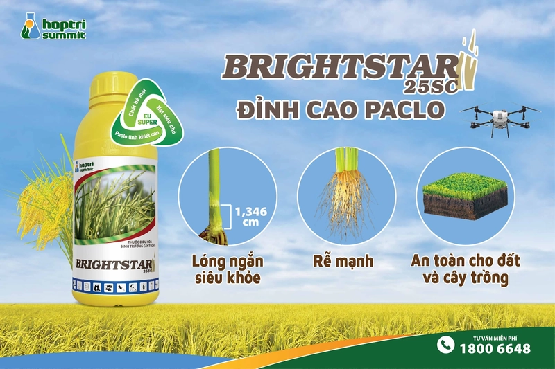 Thuốc điều hòa sinh trưởng cho lúa phát huy tối đa công hiệu giúp cứng cây và chống đổ ngã