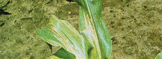 Boron Corn