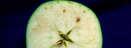 Calcium Apples