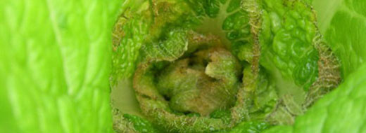 Molybdenum Lettuce 02