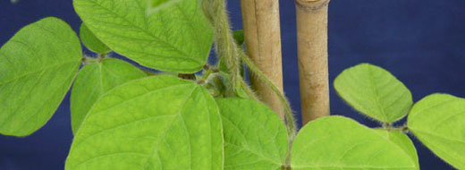 Nitrogen Soybean