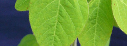 Sulfur Soybean