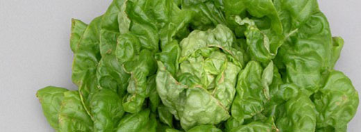 Zinc Lettuce