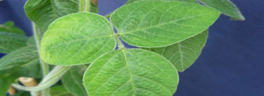 Zinc Soybean