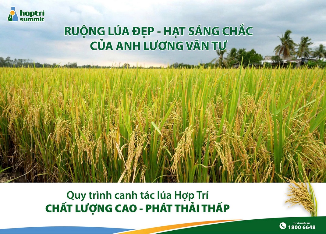 Ruộng lúa đẹp - hạt sáng chắc của anh Tư