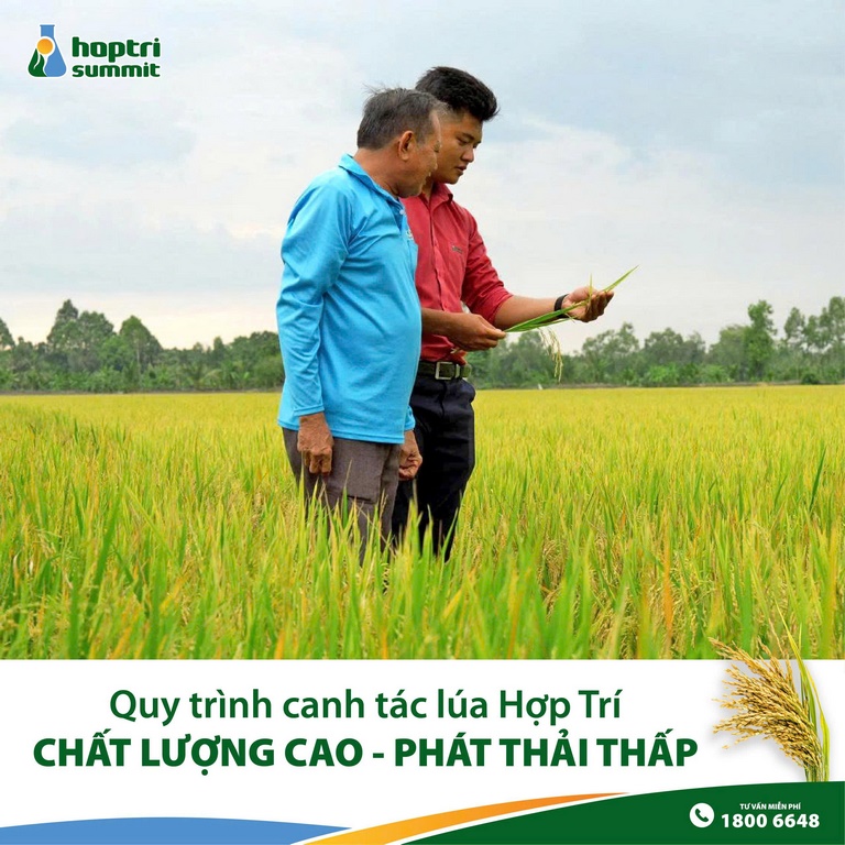 Anh Tư thăm ruộng cùng kỹ sư Hợp Trí