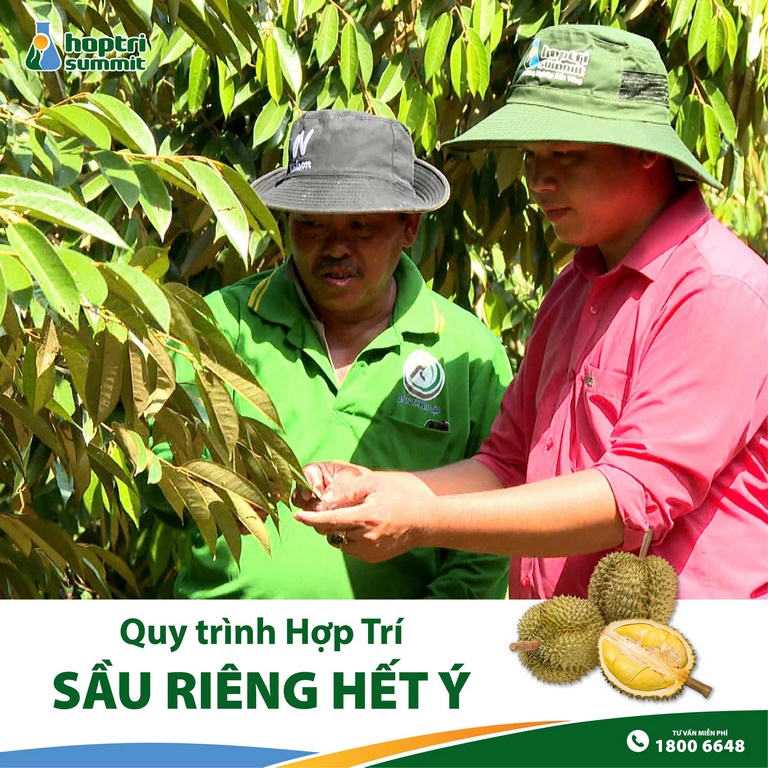 Chú Chính cùng với kỹ sư Hợp Trí đi thăm vườn sầu riêng