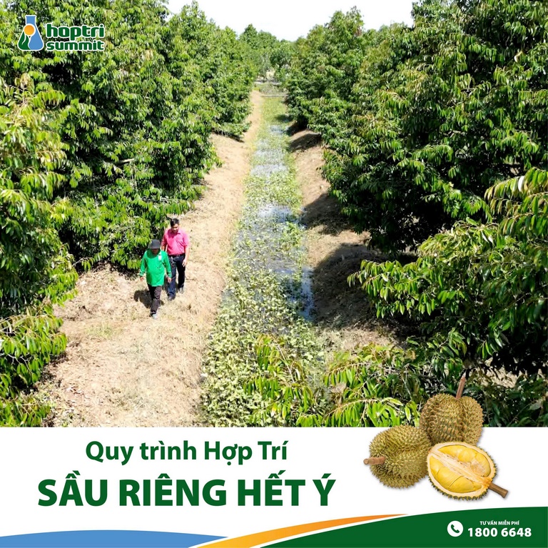 Chú Chính cùng kỹ sư Hợp Trí đi thăm vườn sầu riêng