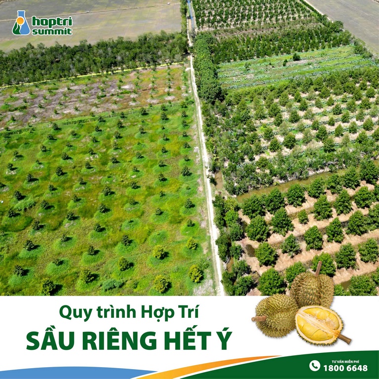 Khuôn viên 7 hecta sầu riêng với 1000 cây của chú Chính