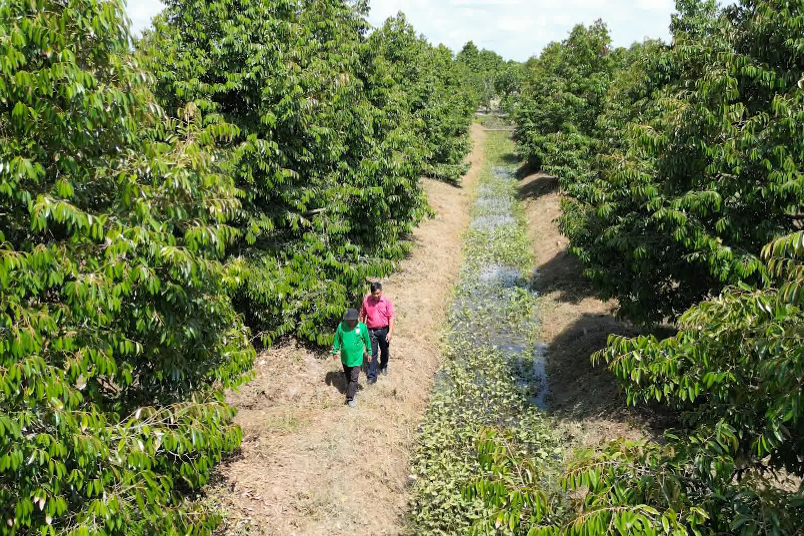 Ky su Hop Tri tham vuon sau rieng cua nong dan tai Tay Ninh Long An cu
