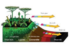 Axit humic là gì? Leonardite là gì? Than bùn là gì